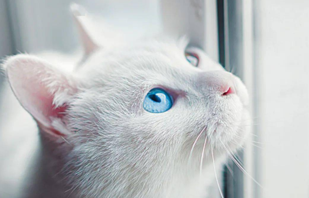 猫咪眼睛黄绿色分泌物怎么回事