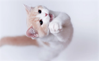 猫挠脖子是有跳蚤吗怎么治