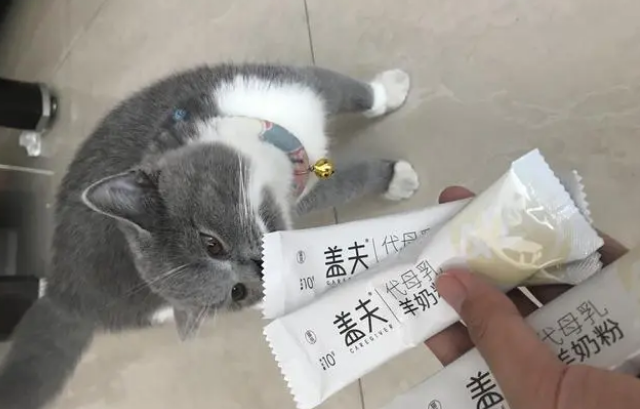 猫咪试用盖夫金冠羊奶粉,独立包装不仅方便还卫生 猫咪试用盖夫金冠羊奶粉,独立包装不仅方便还卫生