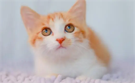 猫pcr五项能检测出什么疾病
