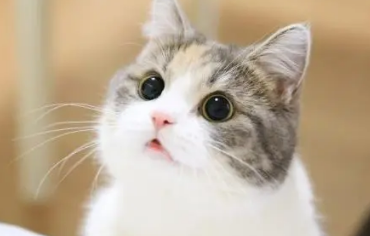 猫咪突然一直叫是什么原因 猫咪突然一直叫是什么原因