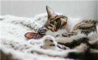 猫瘟可以自愈吗大概多久