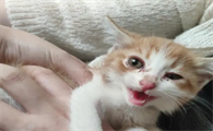 猫咪叫是什么意思