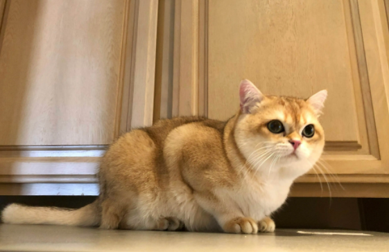 铲屎官们快来了解，金渐层猫会咬人吗？