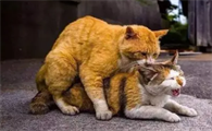 猫发情的特征