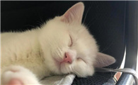 家里死了猫的禁忌