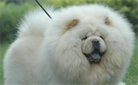 松狮犬多少钱一只 成年