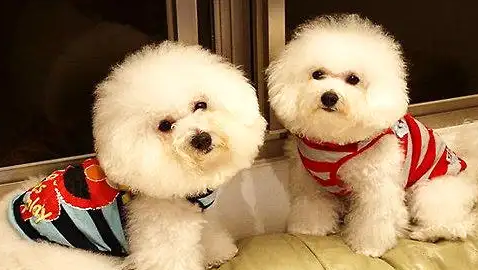 给比熊犬使用驱虫剂的要点，都来看看吧