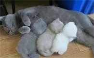 5个月的猫会怀孕吗