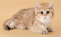 猫流哈喇子是怎么回事?