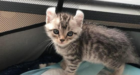 猫咪驱虫药可以溶在水里喂吗 猫咪驱虫药可以溶在水里喂吗