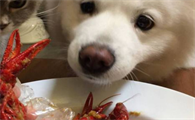 狗能吃小龙虾吗为什么
