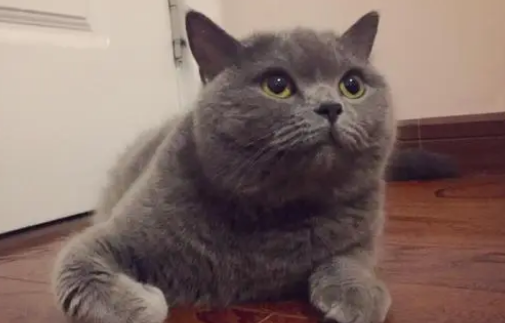 养英短猫的好处和坏处