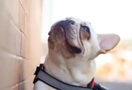 狗狗眼睛红且有眼屎怎么办?