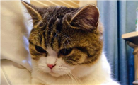 怎么给猫去跳蚤最有效