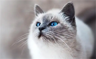 母猫绝育纱布要贴几天才好