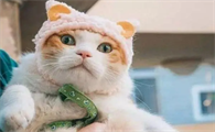 猫怀孕3天最明显的征兆