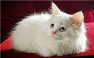猫咪上嘴唇破了怎么办啊