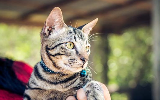 怀孕的猫能吃驱虫药吗有影响吗 怀孕的猫能吃驱虫药吗有影响吗