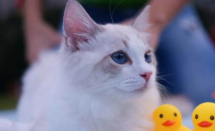 小猫出生几天能看公母 小猫出生几天能看公母