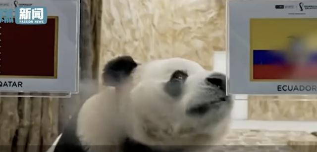 卡塔尔大熊猫成功“预测”日本战胜德国,揭幕战时还“预测”过厄瓜多尔胜利 卡塔尔大熊猫成功“预测”日本战胜德国,揭幕战时还“预测”过厄瓜多尔胜利