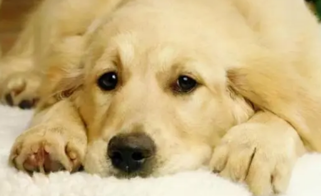 狗狗眼睛里有透明异物怎么回事