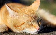 猫的孕期是多少天