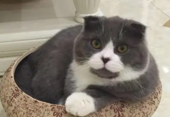 好奇宝宝,快来看看蓝猫和白猫能生出什么猫? 好奇宝宝,快来看看蓝猫和白猫能生出什么猫?