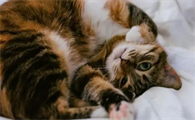 猫一个月可以洗澡嘛