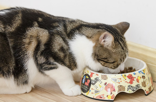 大猫对小猫哈气是什么原因 大猫对小猫哈气是什么原因