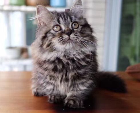 矮脚猫性格怎么样?这篇文章能给你答案~ 矮脚猫性格怎么样?这篇文章能给你答案~