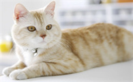 比较适合学生养的猫