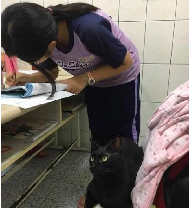 猫咪陪着女儿写作业, 妈妈走进门一看傻眼了, 猫 猫奴要从小教育