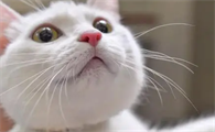 猫的胡子有什么作用