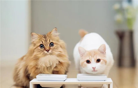 猫会屈服于暴力吗