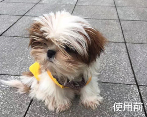 欧恩金:毛孩子养护者倾心讲述 欧恩金:毛孩子养护者倾心讲述