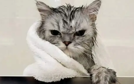 宠物猫如何洗澡的? 宠物猫如何洗澡的?