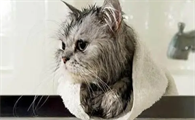 猫洗澡多少钱一次