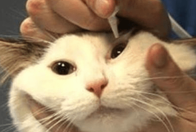 猫泪痕重眼睛下边掉毛怎么回事