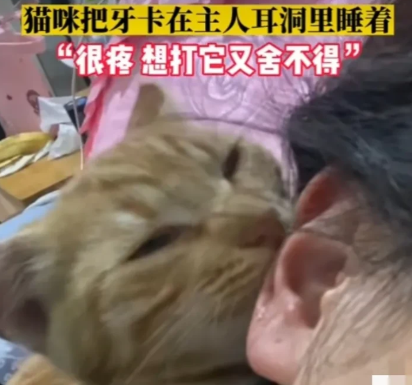 这是真的爱!安徽合肥一女子,家里的小奶猫经常会嘬着她的耳朵玩 这是真的爱!安徽合肥一女子,家里的小奶猫经常会嘬着她的耳朵玩