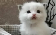 40天小猫可以吃干猫粮吗