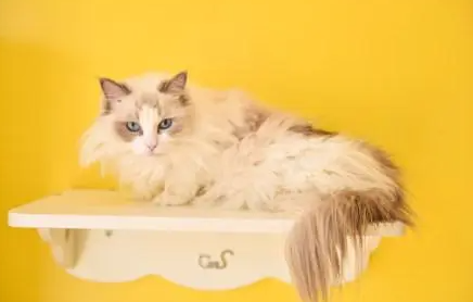 猫咪一天拉两次粑粑正常吗？