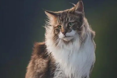 挪威森林猫怎么看纯种？方法如下！