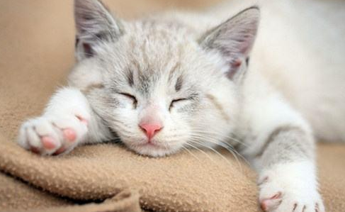 猫感冒了自己多久能好 猫感冒了自己多久能好