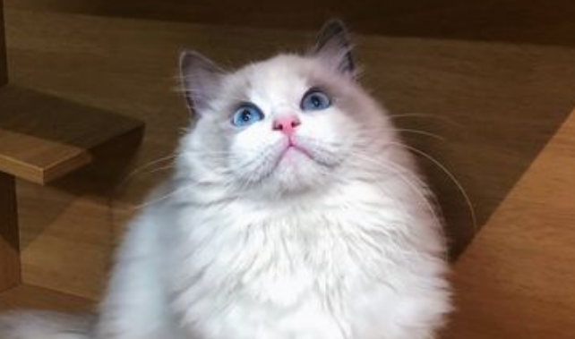 布偶猫最便宜是多少块钱一只 布偶猫最便宜是多少块钱一只
