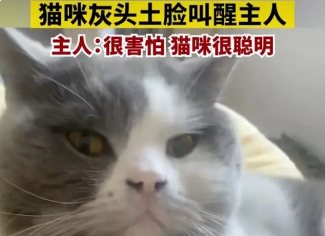 感动!郑州一女士家中着火,猫咪一个举动救了她 感动!郑州一女士家中着火,猫咪一个举动救了她
