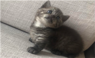 矮脚猫性格怎么样?这篇文章能给你答案~