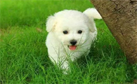 比熊犬认新主人的时间，快来get一下~