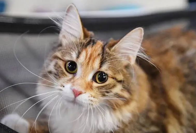 两只猫可以共用一个猫砂盆吗 两只猫可以共用一个猫砂盆吗