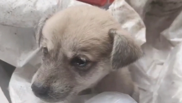 犬瘟、细小加冠状,仅两个月的流浪小奶狗被救助后,默默流着眼泪 犬瘟、细小加冠状,仅两个月的流浪小奶狗被救助后,默默流着眼泪